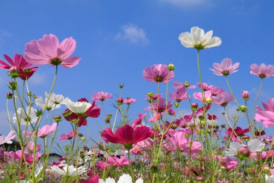 そろそろ秋かな 秋の花コスモス エクステリア ガーデン工事 横浜市 相模原市 川崎市ほか ランドハグ 戸塚区